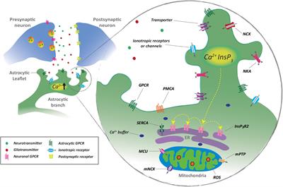 Calcium signaling in astrocytes and gliotransmitter release